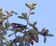 White winged Crossbill 5307